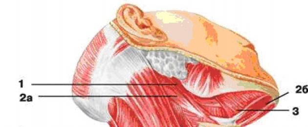 К поверхностным мышцам шеи относится мышца. Анатомия мышц шеи и головы человека: строение и функции