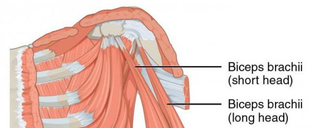 Функции двуглавой мышцы. Анатомия мышц рук