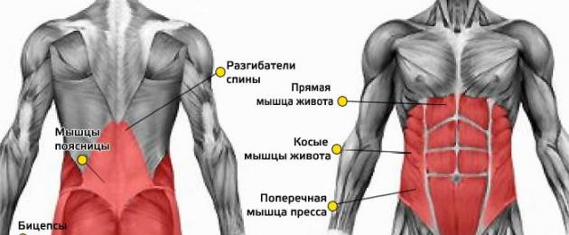 Сильные мышцы кора. Что такое мышцы кора, где находятся и за что отвечают? Лучшие упражнения для тренировки мышц кора в домашних условиях