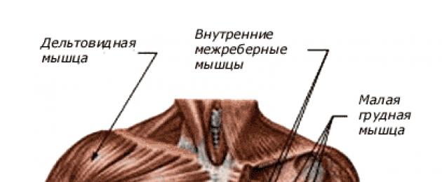 Малая грудная мышца – источник боли, о котором Вы не догадываетесь. Грудные мышцы: анатомия строения Все мышцы грудной клетки