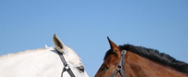 Интересные факты о лошадях. Увлекательные факты о лошадях Коневодство интересные факты