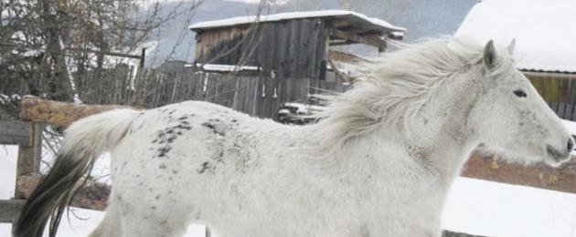 Породы лошадей в алтайском крае название. Алтайская порода лошадей: история и описание