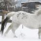 Алтайская порода лошадей: история и описание