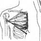 Мышцы, двигающие плечевой пояс