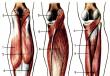 Мышцы голени человека: трехглавая, икроножная, сгибатели, их анатомия и функции