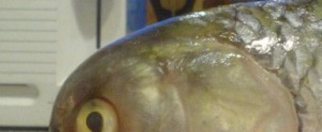 Рыба с человеческой головой. Вобла с человеческим лицом: рыбы-мутанты покоряют водоемы