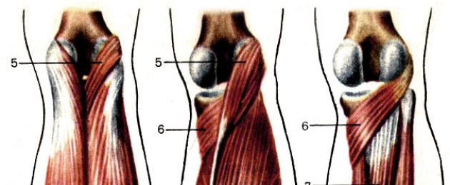 Трёхглавая мышца бедра. Мышцы голени человека: трехглавая, икроножная, сгибатели, их анатомия и функции