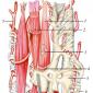 Функции гладкой мышечной ткани