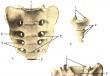Грудные позвонки, vertebrae thoracicae и поясничные позвонки, vertebrae lumbales