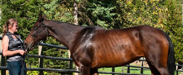 Ахалтекинская лошадь: история и описание породы. Лошади ахалтекинской породы Ахалтекинская порода лошадей одна из лучших пород
