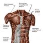 Грудные мышцы: анатомия строения Все мышцы грудной клетки